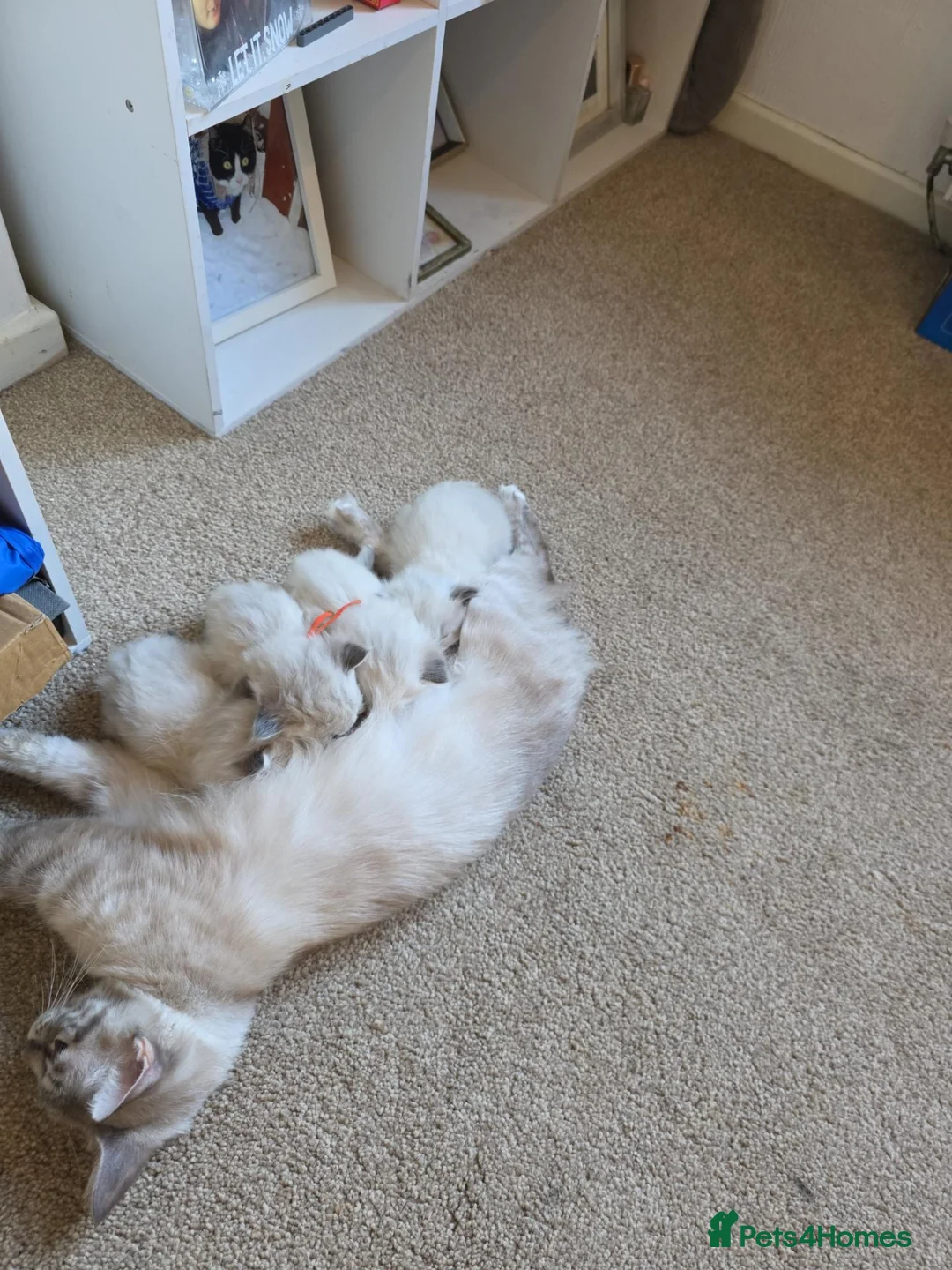 Ragdoll cats for sale: Accidental litter  - Advert 1