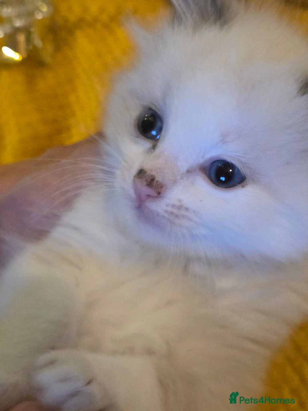 Ragdoll cats for sale: 4 pure ragdolls. 21st of Dec Reservation taken now - Advert 2