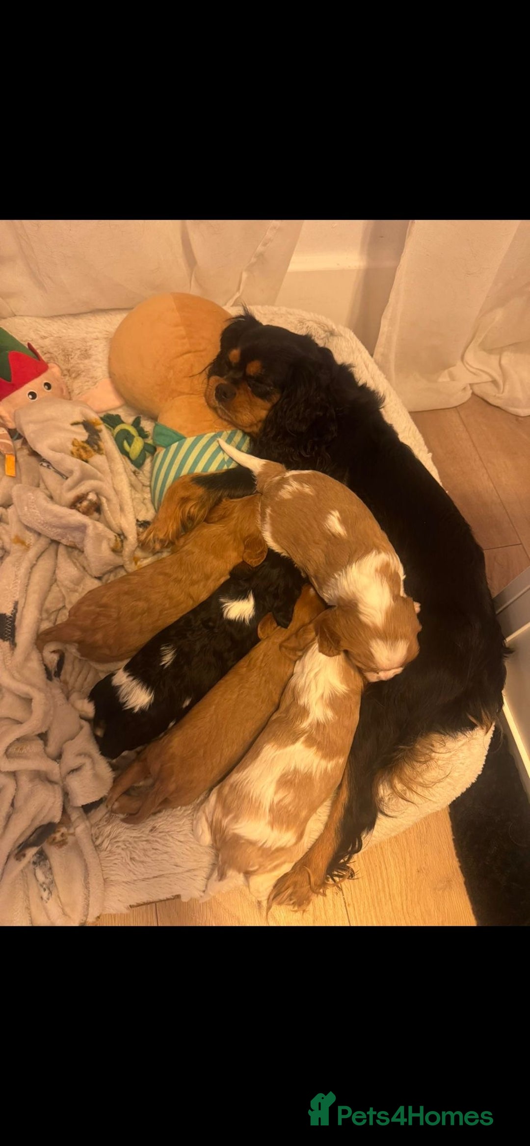 Cavalier King Charles Spaniel dogs for sale: 💫CKC STUNNING PUPPIES HEALTH TESTED 💫 - Advert 3