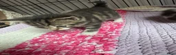 Mixed Breed cats for sale: 8 beautiful kittens  in Retford - Advert 13