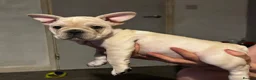 French Bulldog dogs for sale: 🐾 French Bulldog Puppy – 12 Weeks Old 🐾 - Advert 7