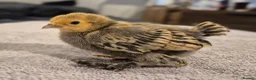 Chickens poultry for sale: Millefleur Sablepoot Chicks  - Advert 2