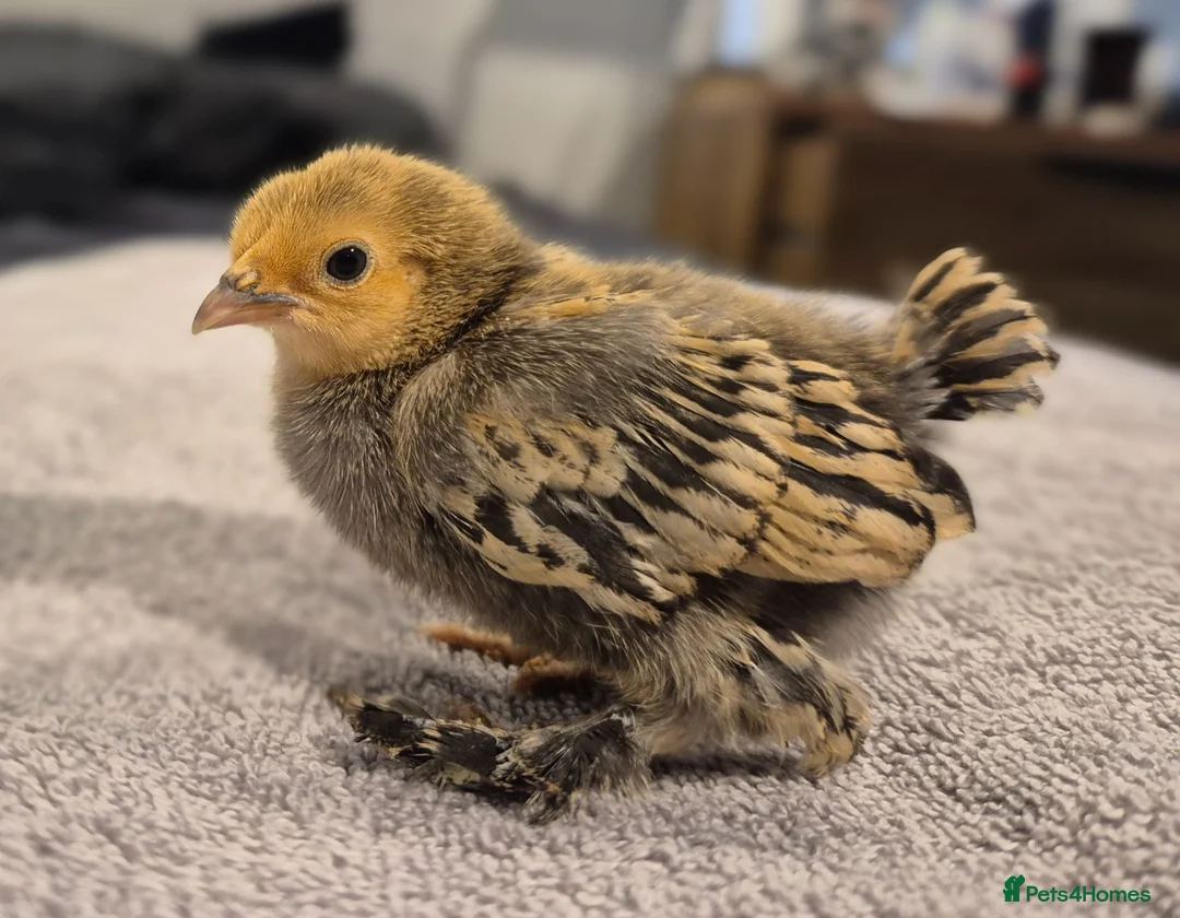 Chickens poultry for sale: Millefleur Sablepoot Chicks  - Advert 2