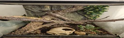 Gecko reptiles for sale: Crested Gecko with set up - Advert 3