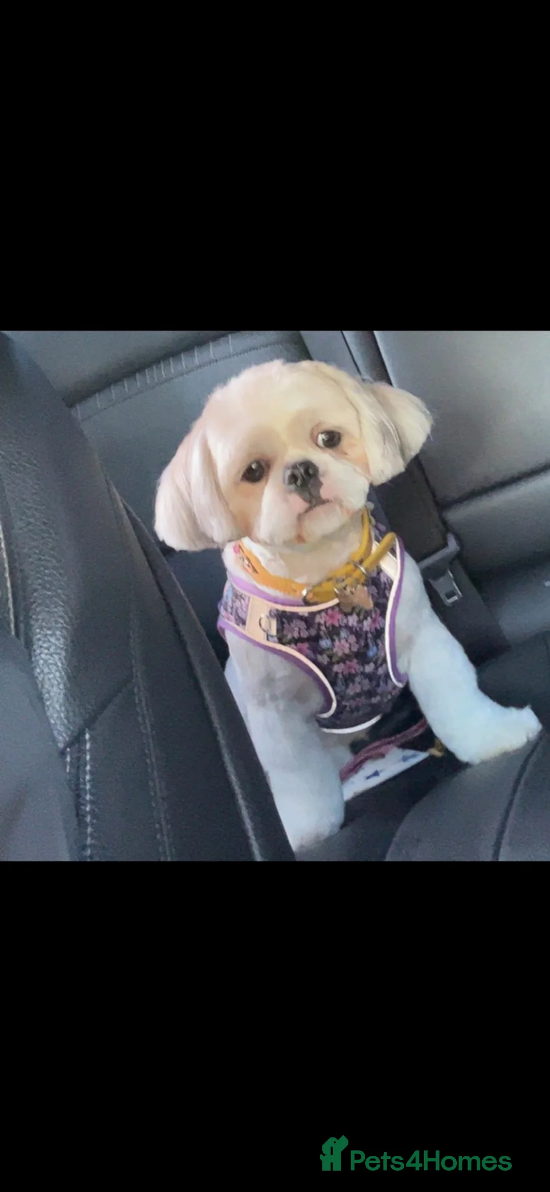 Shihpoo dogs for sale: Shihpoo puppies in Wednesbury - Advert 2