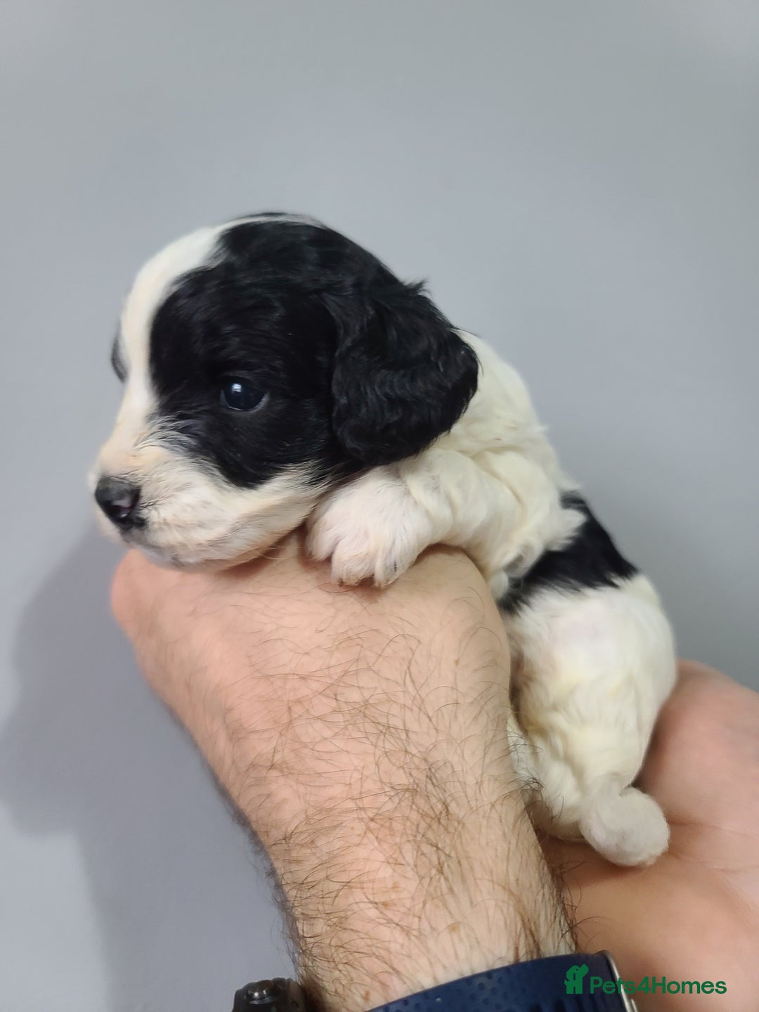 Cockapoo dogs for sale: F1 Cockapoos, Parti Roan. DNA HEALTH TESTED - Image 23