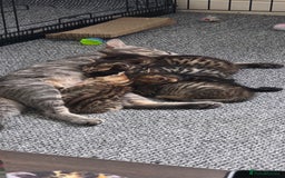 Bengal cats for sale: Mixed Tabby x Bengal Kittens – 2 Males Left 🐾 - Image 3