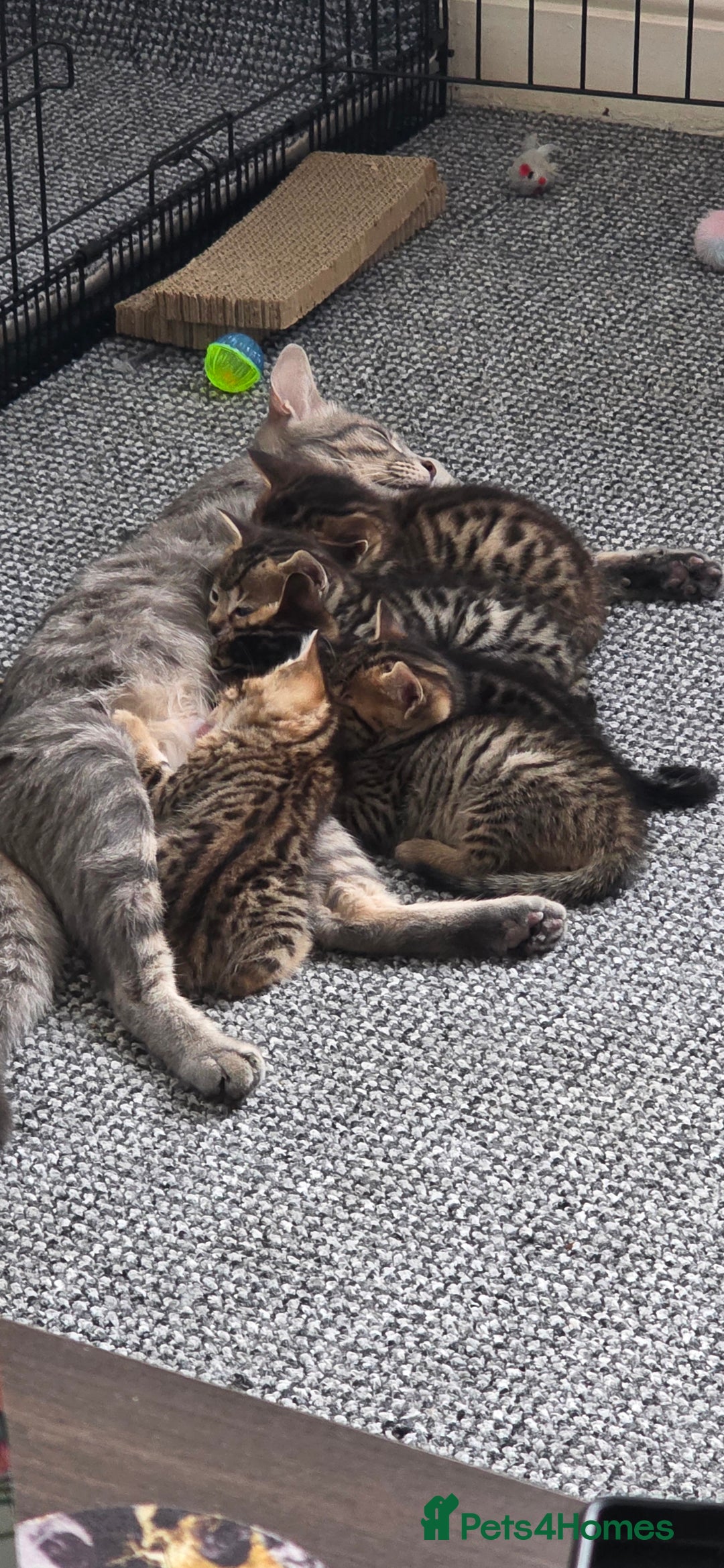 Bengal cats for sale: Mixed Tabby x Bengal Kittens – 2 Males Left 🐾 - Image 3