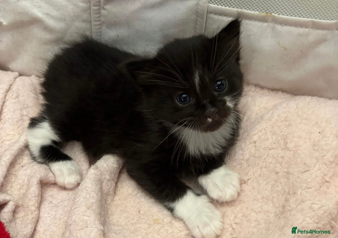 Bombay cats for sale: Kittens for sale  - Image 10