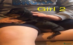 Dachshund dogs for sale: Dachshund puppies AVAILABLE NOW  - Image 10