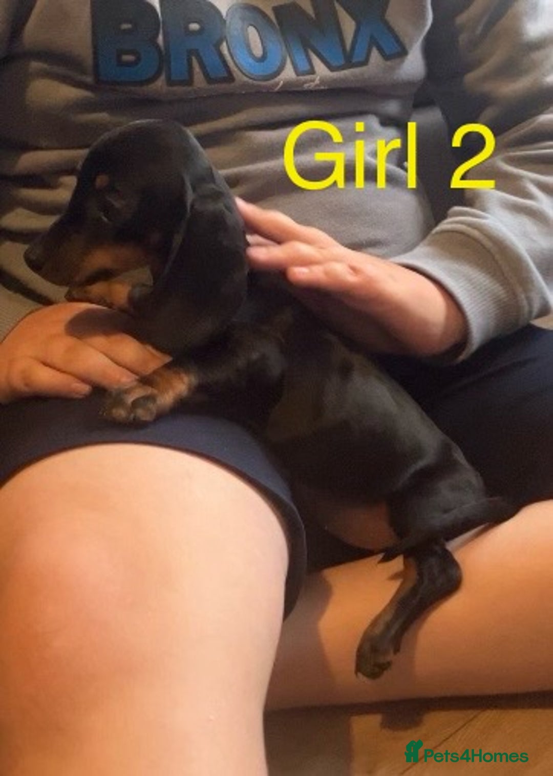 Dachshund dogs for sale: Dachshund puppies AVAILABLE NOW  - Image 10