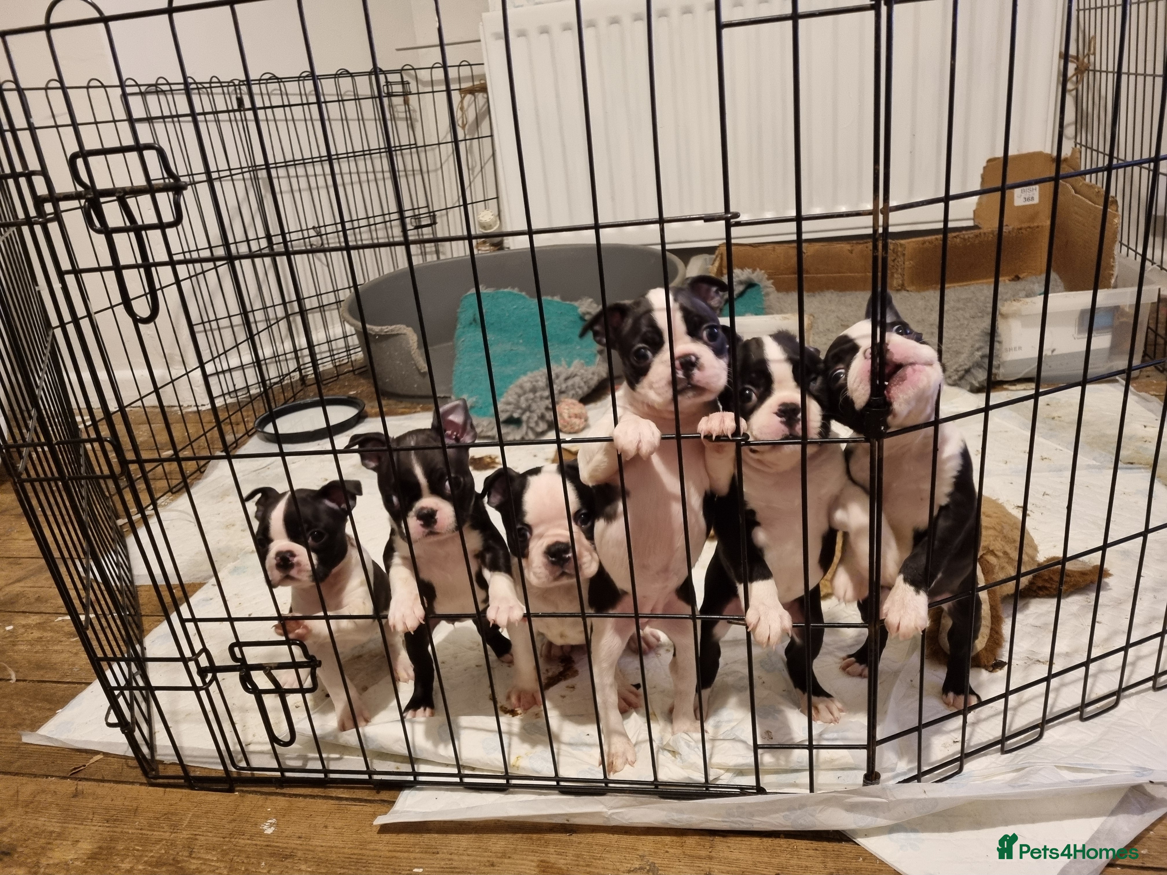 Boston Terrier dogs Boston Terrier Puppies  - Advert 15