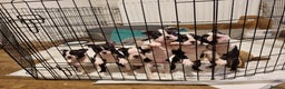 Boston Terrier dogs for sale: Boston Terrier Puppies  - Advert 1