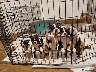 Boston Terrier dogs Boston Terrier Puppies - Advert 9