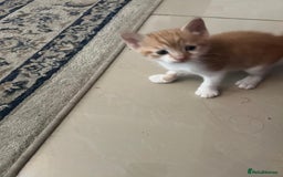 Mixed Breed cats for sale: Litter of 4 cats  - Image 13