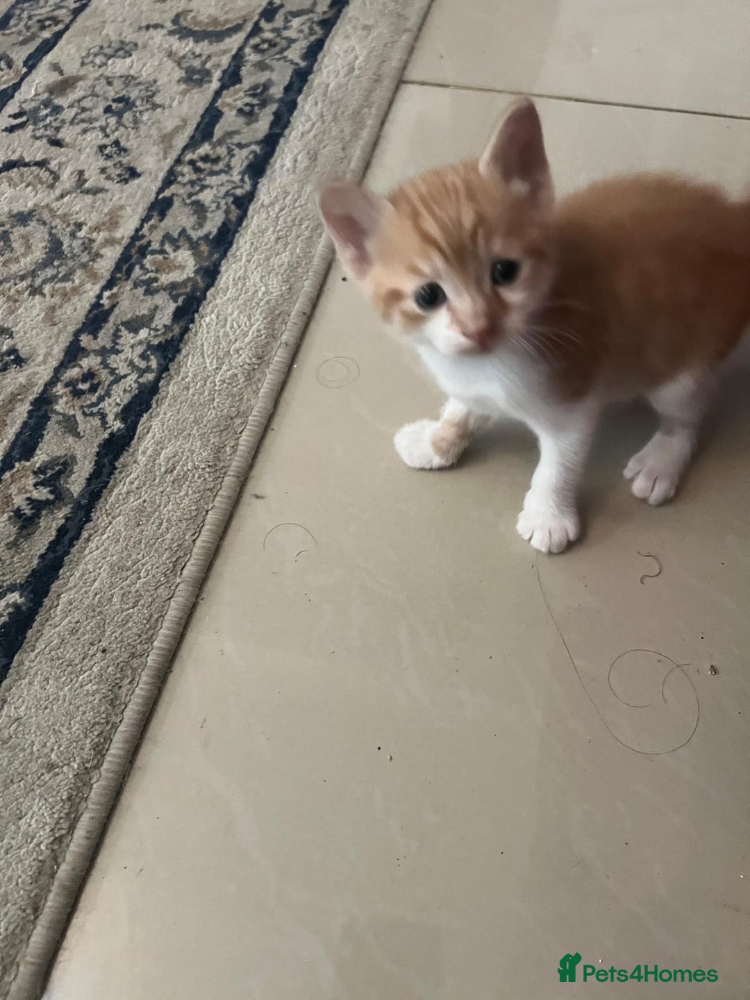 Mixed Breed cats for sale: Litter of 4 cats  - Image 13