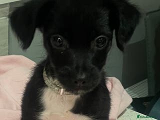 Mixed Breed dogs Are beautiful Jack/Chihuahua girl - Advert 6