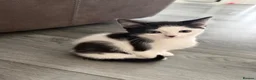 Mixed Breed cats for sale: 5 lovely kittens for sale  - Advert 14