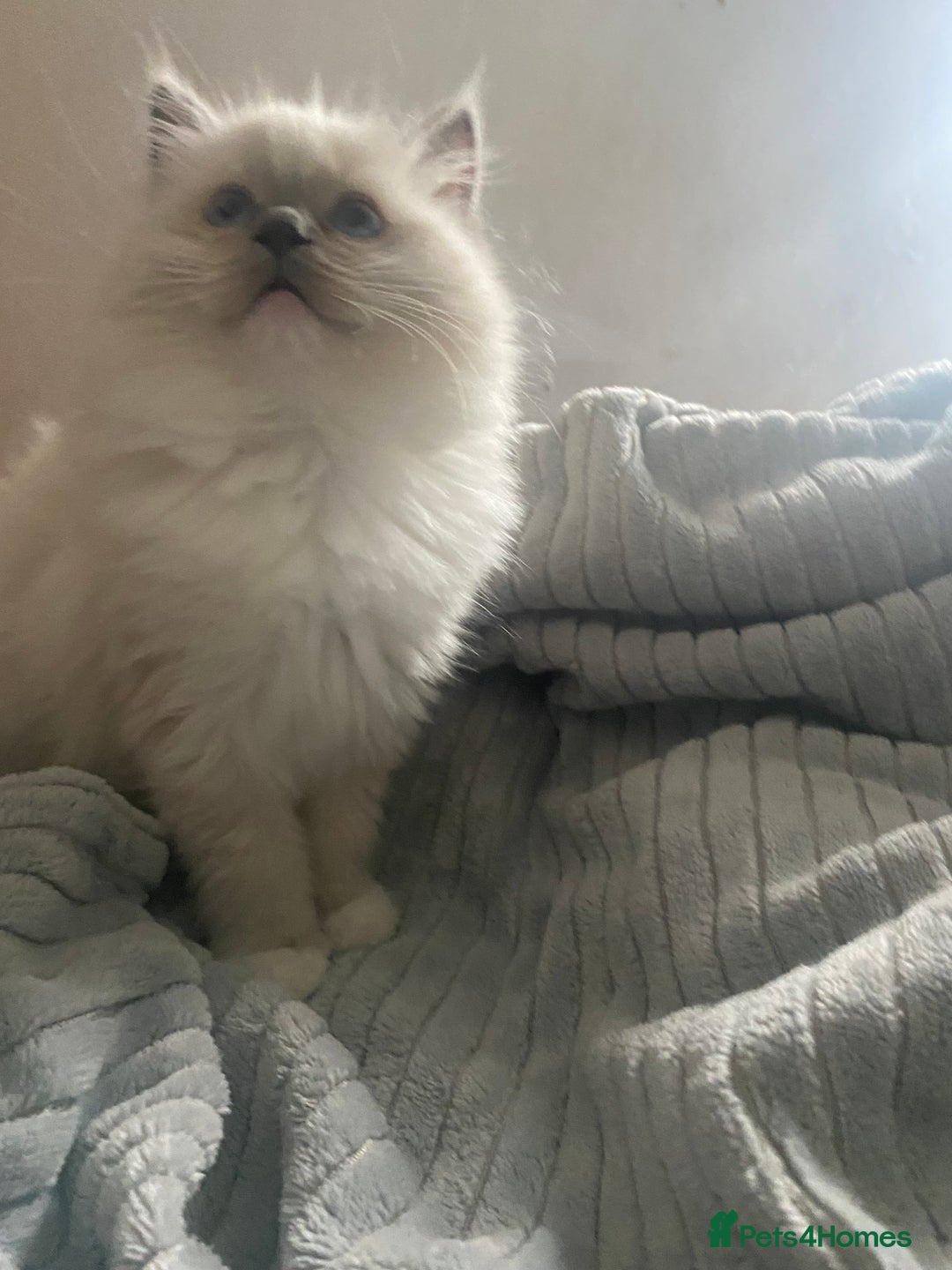 Ragdoll cats for sale: GCCF and Tica pedigree ragdolls kittens for sale - Image 10