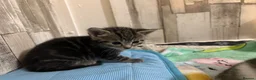 Mixed Breed cats for sale: Tabby kittens - Advert 8