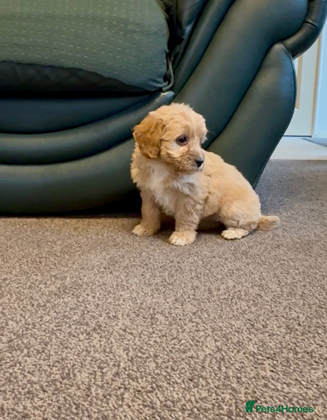 Cockapoo dogs for sale: cockerpoo puppies 3boys 3girls  - Advert 16
