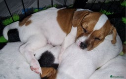 Jack Russell dogs for sale: Reduced £800! Traditional Jack Russell  - Image 1
