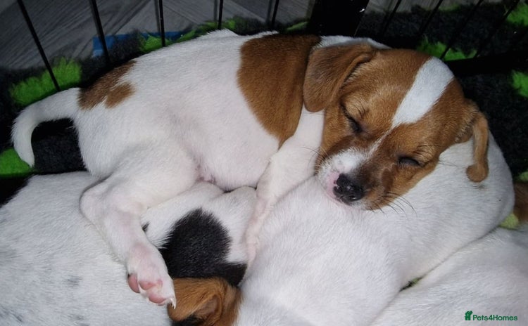 Jack Russell dogs - Advert 3