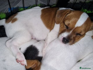 Jack Russell dogs - Advert 20