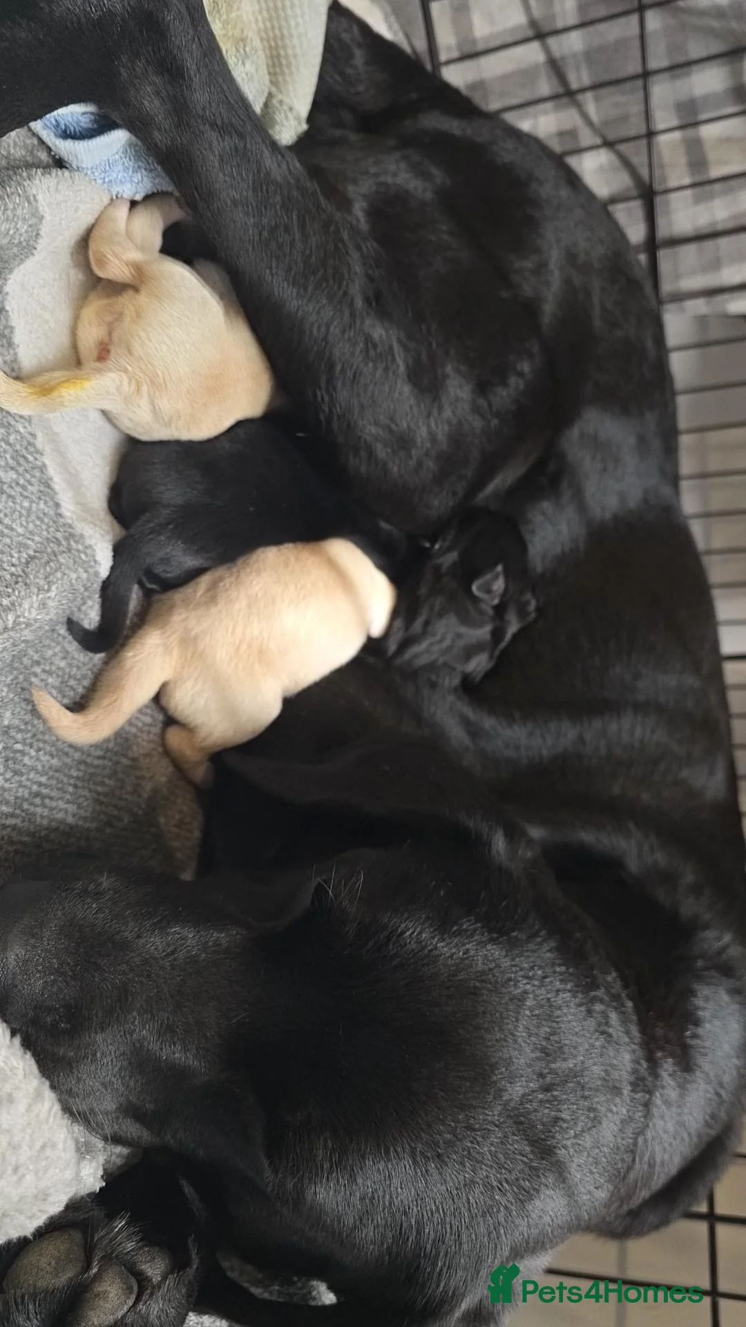 Labrador Retriever dogs for sale: Gorgeous labrador puppies for sale  in Thetford - Advert 2