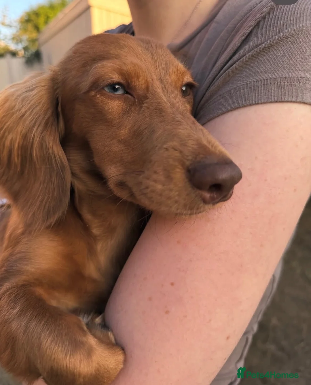 Miniature Dachshund dogs for sale: 10 month old male miniature dachshund  in Solihull - Advert 7