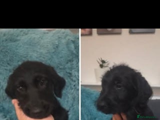 Labradoodle dogs JUST 2 LEFT: Labradoodle pups - Advert 5