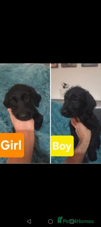 Labradoodle dogs JUST 2 LEFT: Labradoodle pups - Advert 4