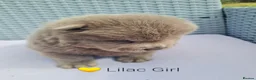 Chow Chow dogs for sale: Quality chow chow puppies.  - Advert 11