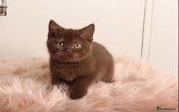 British Shorthair cats for sale: Gorgeous BSH Kittens  - Image 12