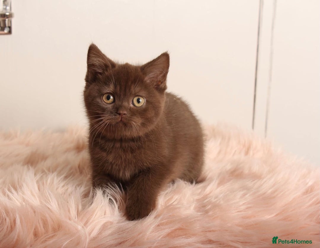 British Shorthair cats for sale: Gorgeous BSH Kittens  - Image 12