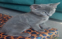 British Shorthair cats for sale: Beautiful grey kittens - ready from 14/9/25 - Image 4