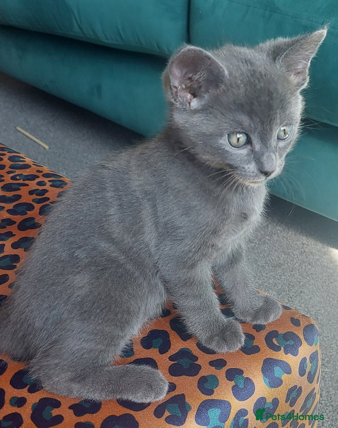 British Shorthair cats for sale: Beautiful grey kittens - ready from 14/9/25 - Image 4