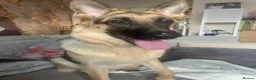 German Shepherd dogs for sale: Female German shepherd  - Advert 3