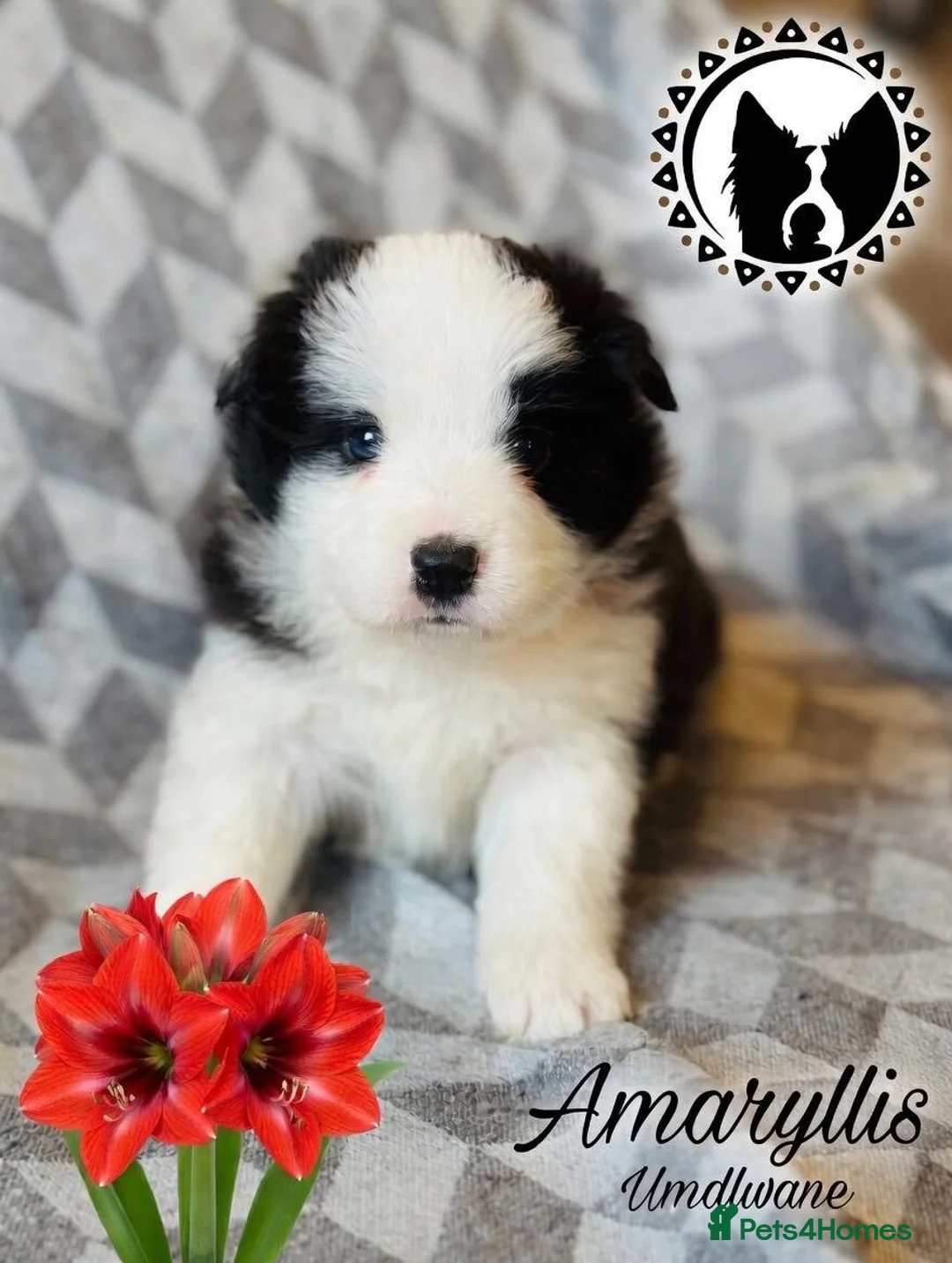 Border Collie dogs for sale: (KC reg pending) Border Collie Puppies For Sale - Advert 14
