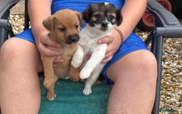 Jack Russell dogs for sale: Jack Russell puppies - Image 5