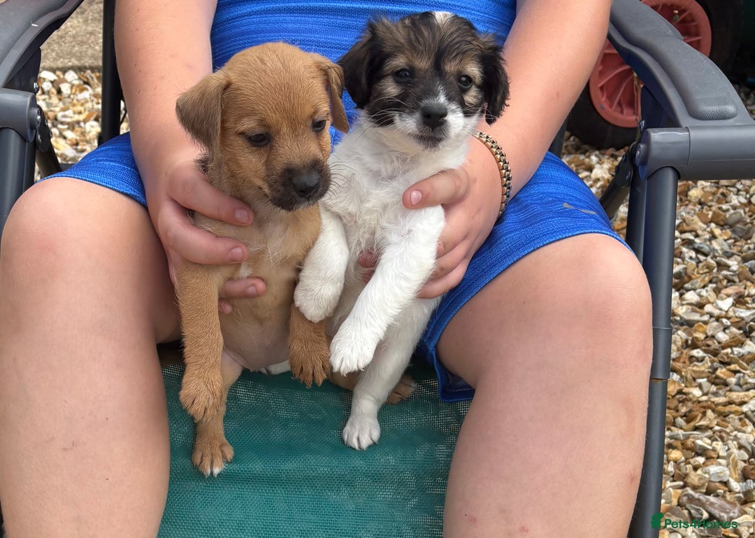 Jack Russell dogs for sale: Jack Russell puppies - Image 5