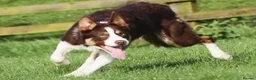 Border Collie dogs for stud: Parkhills Matt - ISDS DNA MDD Clear 272  - Advert 5
