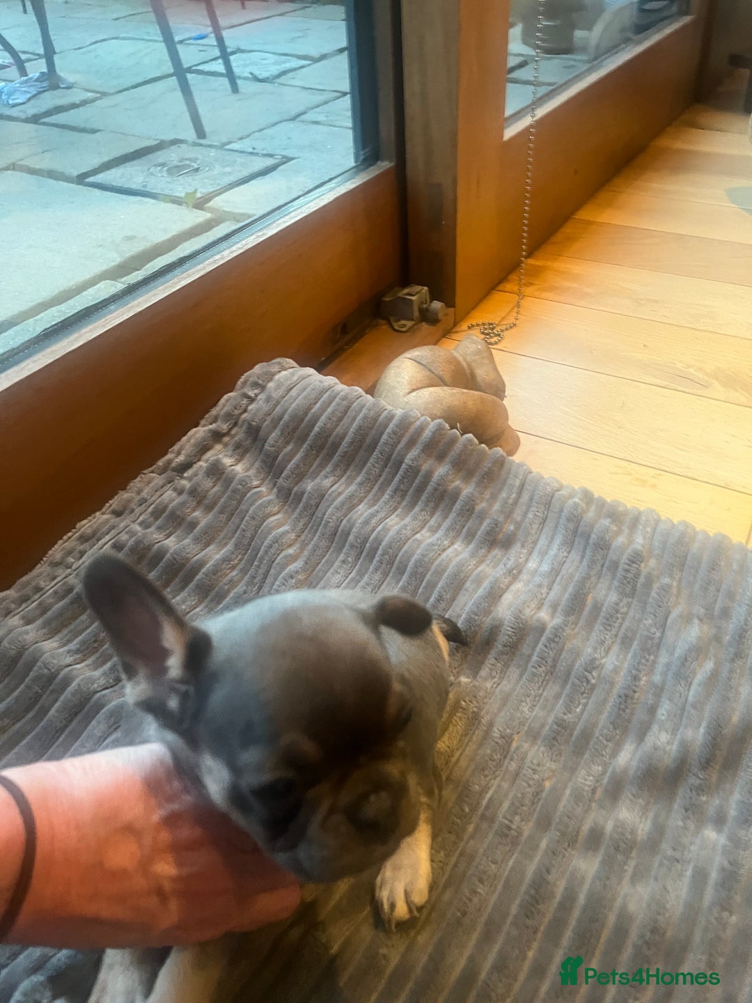 French Bulldog dogs for sale: French bull dog puppies  - Image 14