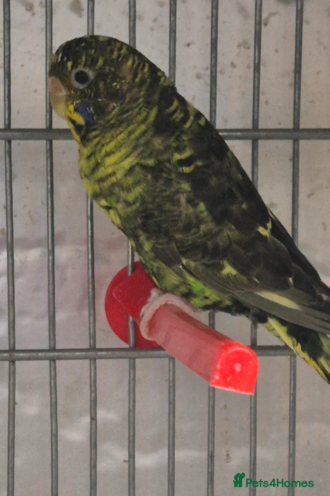 Gallery Image {{count}}