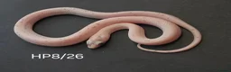 Corn Snake reptiles for sale: Palmetto and caramel palmetto corn snakes  - Advert 30