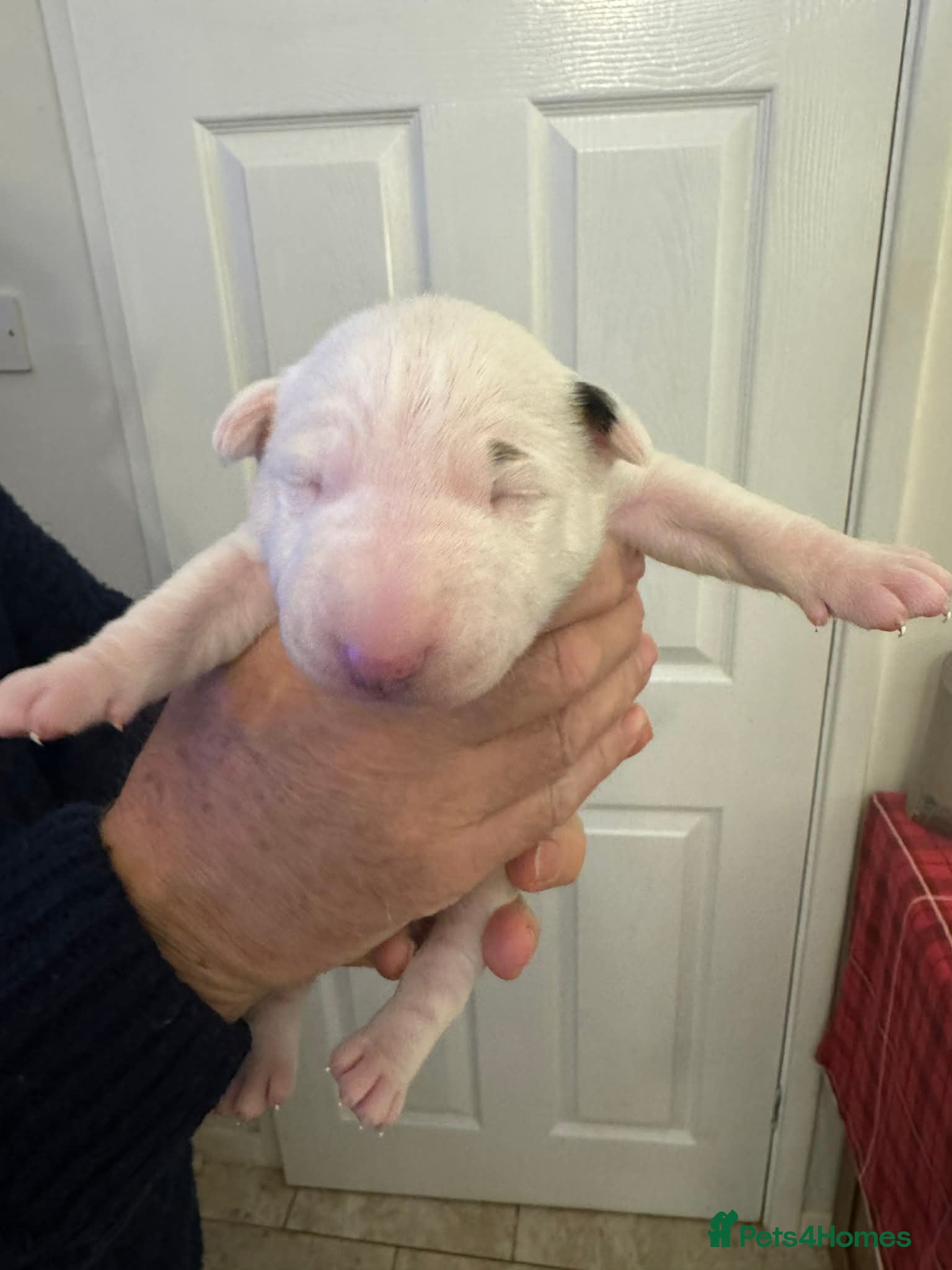 Bull Terrier dogs KC Registered Puppies - Advert 1