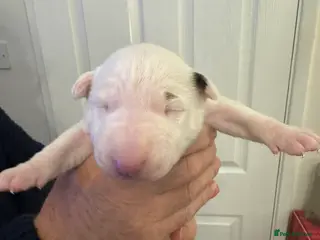 Bull Terrier dogs KC Registered Puppies - Advert 12
