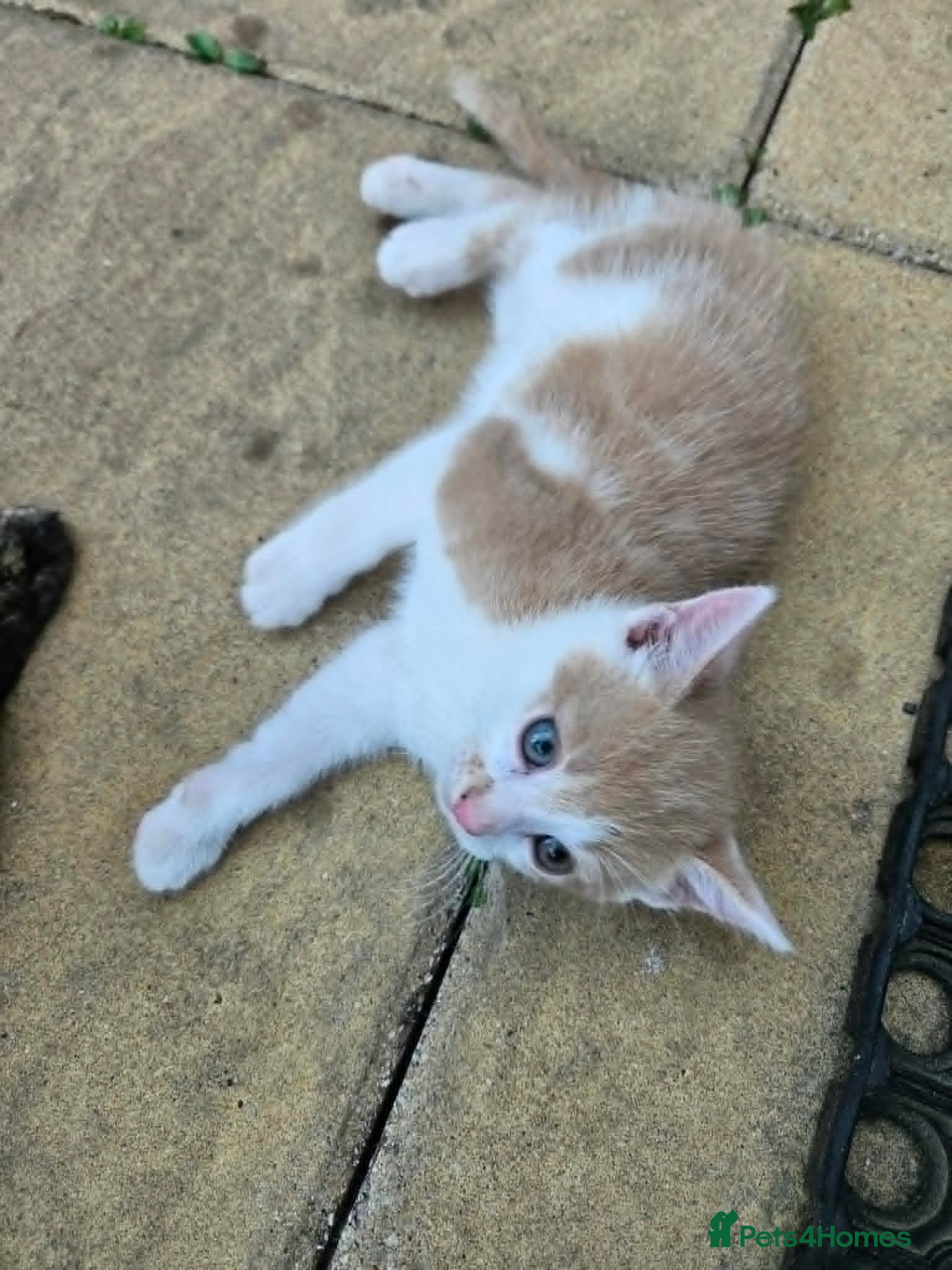Mixed Breed cats kittens - Advert 2
