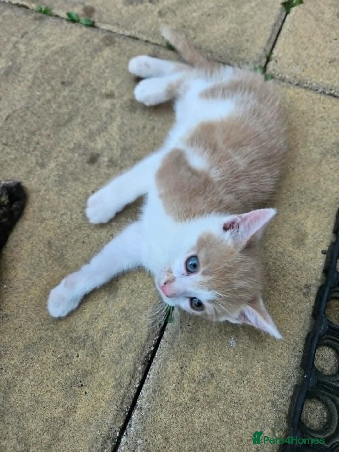 Mixed Breed cats for sale: kittens - Advert 1