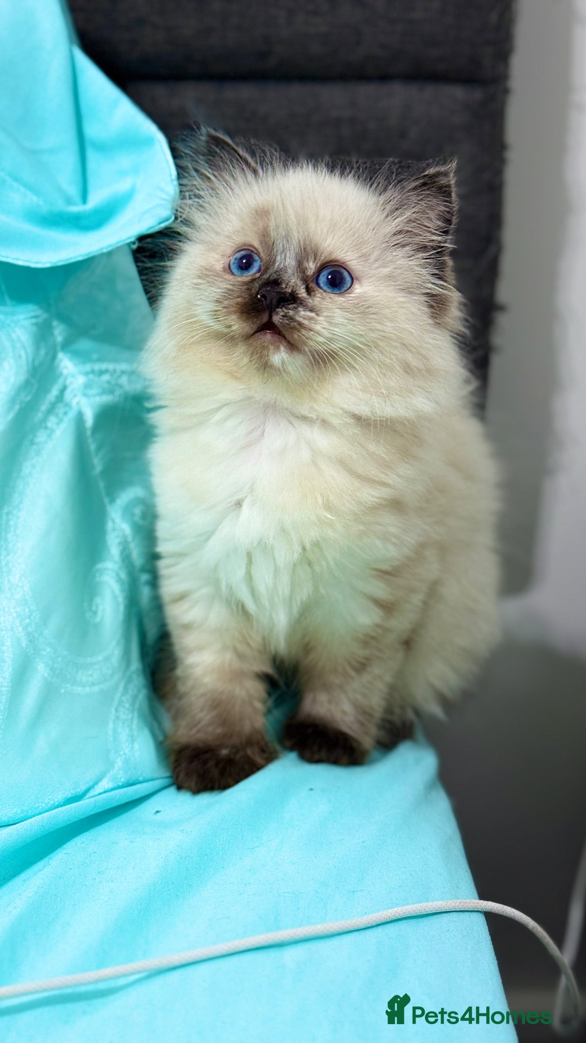 Ragdoll cats Only 2 kittens left 🥹 - Advert 8